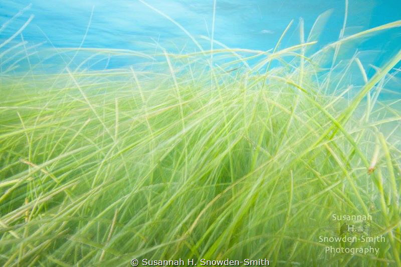"Prairie Land"
Seagrass takes on the look of a prairie l... by Susannah H. Snowden-Smith 