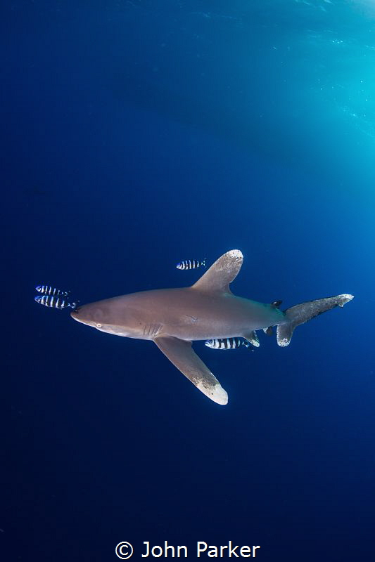 Oceanic White Tip at Little Brother by John Parker 