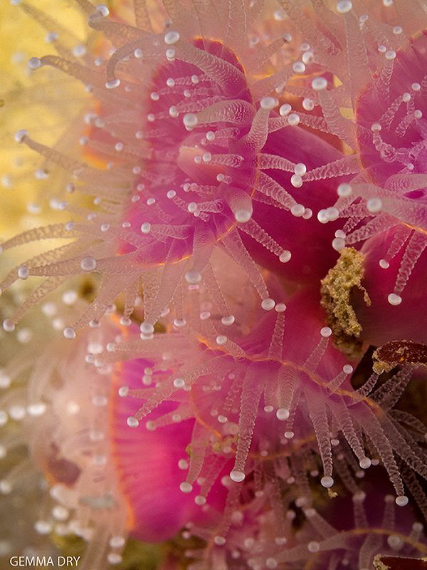 Strawberry anemones - Hermanus - South Africa by Gemma Dry 