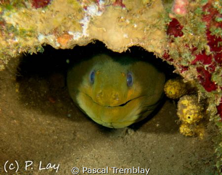 Eel Smile by Pascal Tremblay 