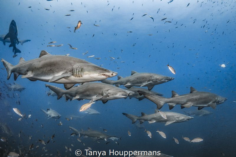 'Summer Break' - Sand tiger sharks spend the summer month... by Tanya Houppermans 