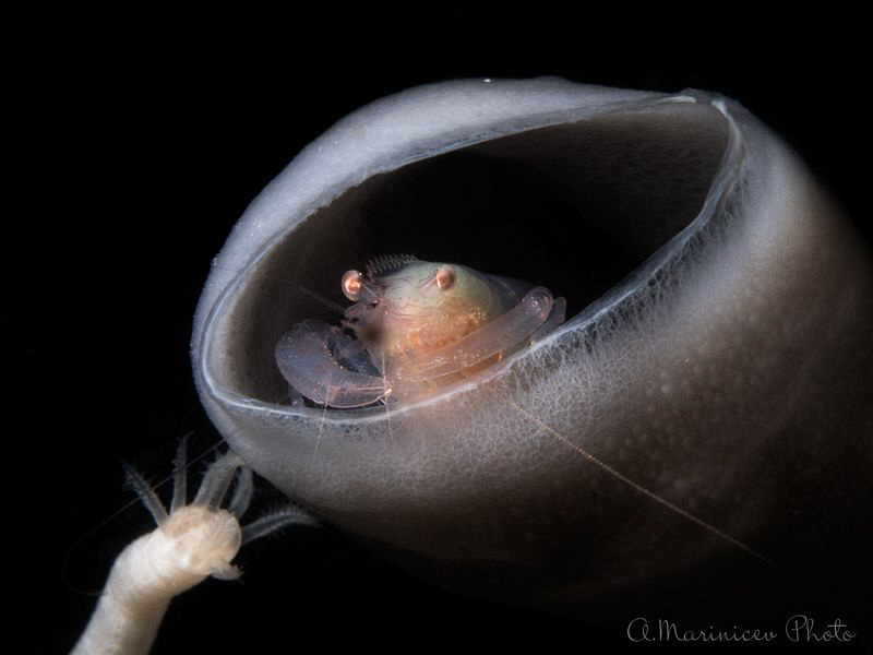 Sponge Commensal shrimp by Aleksandr Marinicev 