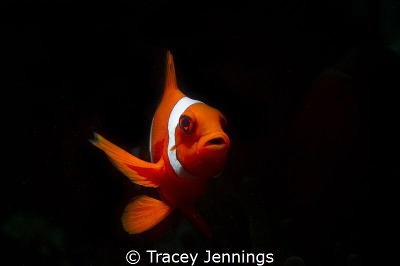 I used a snoot to isolate only the fish. by Tracey Jennings 