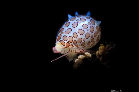 Jewel
Location :Lembeh Indonesias
Canon 5dsr
Canon EF ... by Yung Sen Wu 