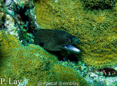 Goldentail Moray Eel by Pascal Tremblay 