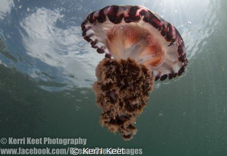Compass jellyfish which had drifted into a False Bay mari... by Kerri Keet 