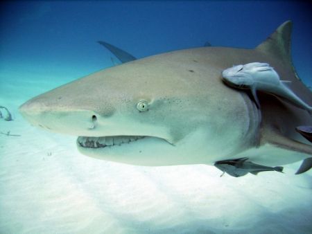 SeaLife DC 500 image of Lemon Shark with Remoras. by Niki Gentry 