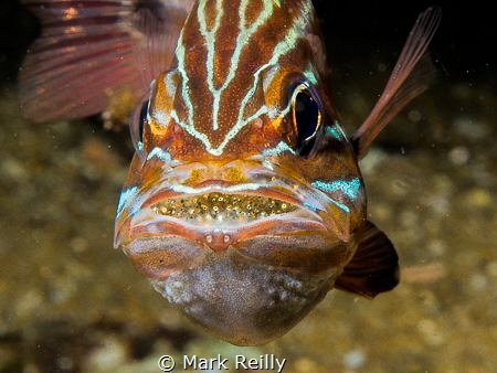Cardinal fish showing eggs by Mark Reilly 