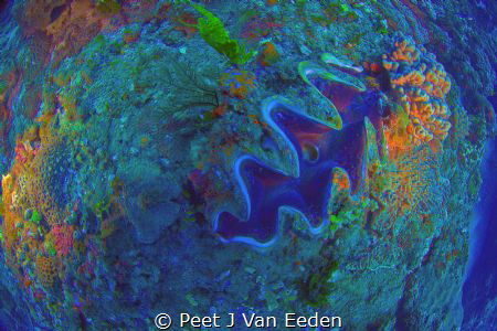 The Blue Planet. Marine reserve, KZN, Rocktail Bay, South... by Peet J Van Eeden 