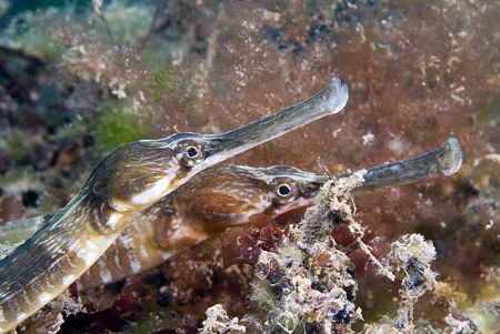 A pair of greater pipefish.
Devon. 60mm. by Derek Haslam 