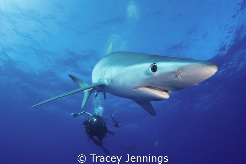 Blue shark in the Azores by Tracey Jennings 