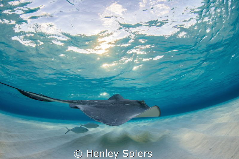 Stingray Magic by Henley Spiers 