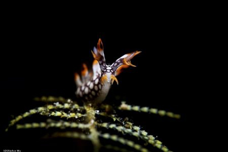 joy 
Location :Lembeh Indonesias
Canon 5dsr
Canon EF 1... by Yung Sen Wu 
