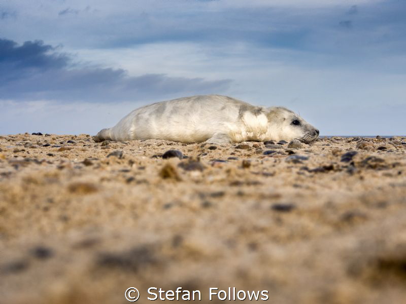 Top of the Heap ...

Grey Seal (pup) - Halichoerus gryp... by Stefan Follows 