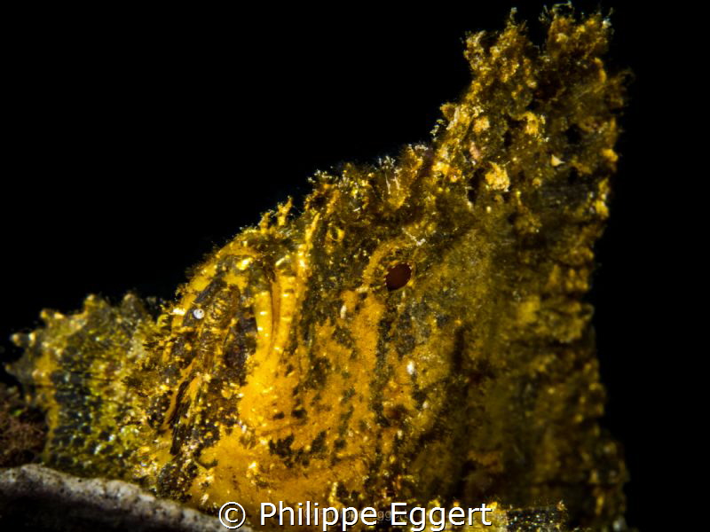Gold - Leaf by Philippe Eggert 