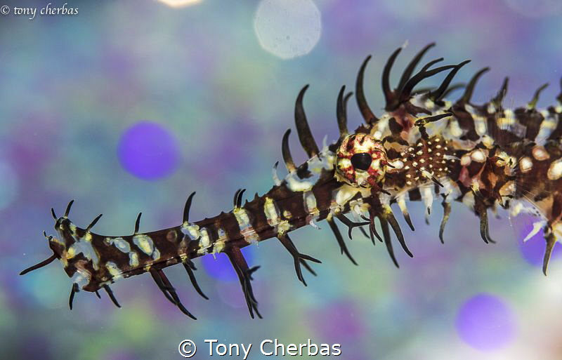 Ghost Pipefish up close by Tony Cherbas 