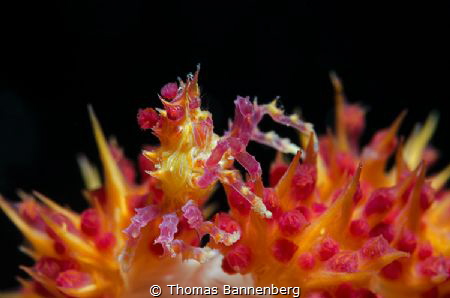 Candy Crab (lat.: Hoplophrys oatesi)
(1x Seacam achromat... by Thomas Bannenberg 
