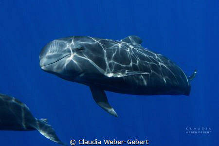 "la loca" - pilot whale calf
with special permission of ... by Claudia Weber-Gebert 