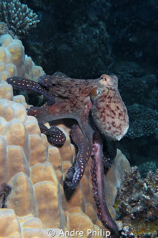 "Hanging up" - Day Octopus (Octopus cyanea) by Andre Philip 