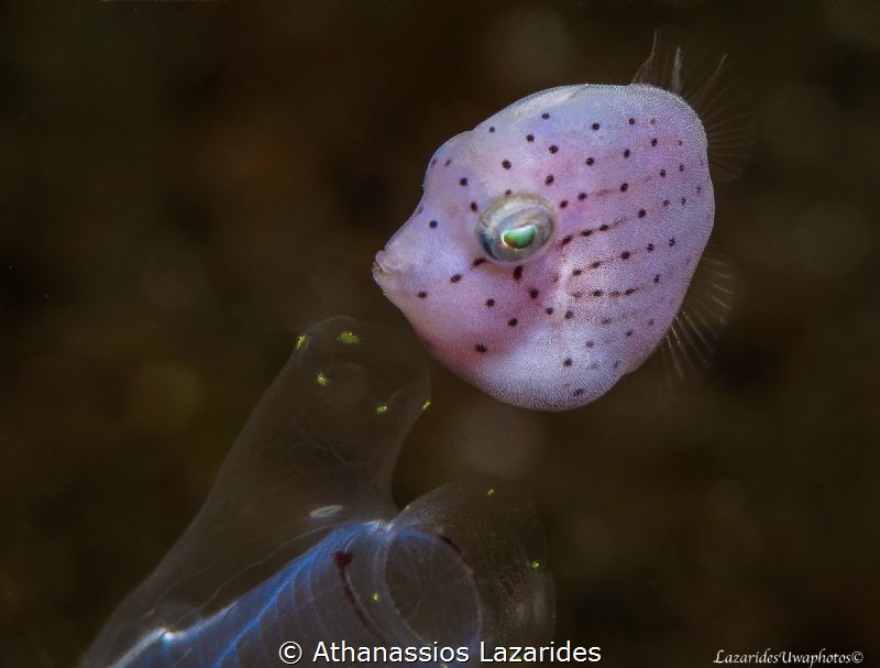 Title: "Pink cutie". Name of species: Brachaluteres taylo... by Athanassios Lazarides 