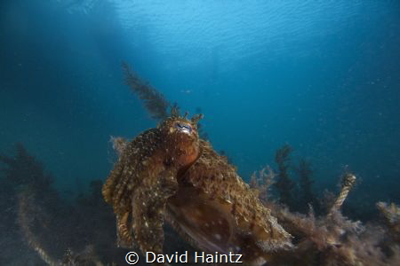 Blairgowrie Cuttlefish by David Haintz 