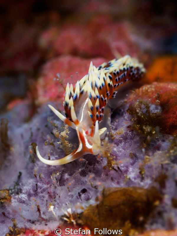 Rage Against the Machine

Nudibranch - Caloria indica
... by Stefan Follows 