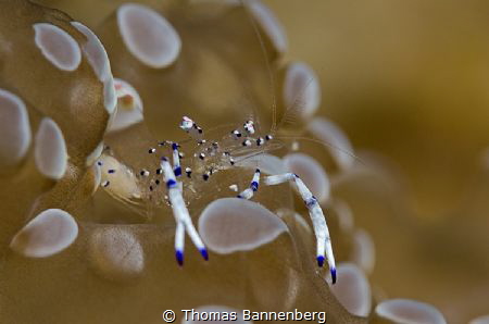 glass shrimp
(1x Seacam achromatic lens) by Thomas Bannenberg 