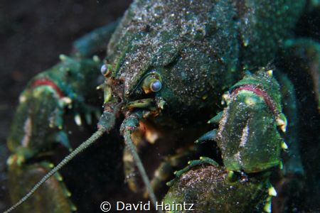 Ewen Ponds Crayfish by David Haintz 