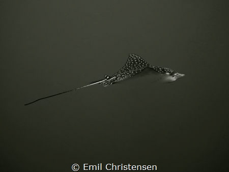 Photo of a spotted eagle ray swimming gracefully above th... by Emil Christensen 
