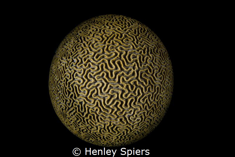 Brain Coral Planet by Henley Spiers 