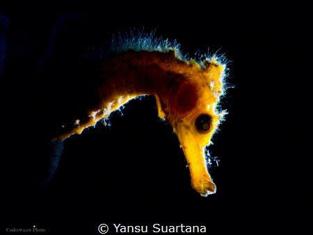 Hippocampus Thorny seahorse by Yansu Suartana 