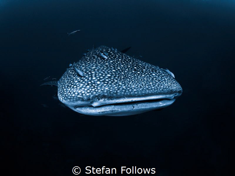 There's always one ... !

Whale Shark - Rhincodon typus... by Stefan Follows 