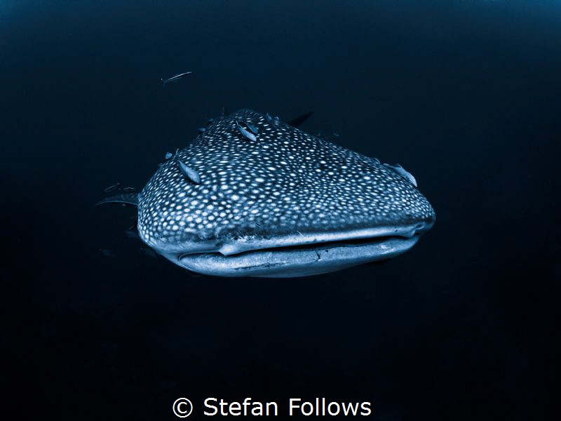 There's always one ... !

Whale Shark - Rhincodon typus... by Stefan Follows 