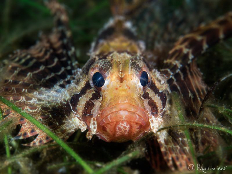 Small Scaled Scorpionfish by Aleksandr Marinicev 