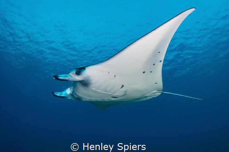 Manta Magic by Henley Spiers 