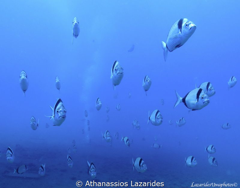 A school of fish heading towards the far end of the Zenob... by Athanassios Lazarides 