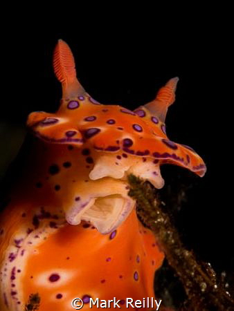 Nudibranch eating lunch
Busselton jetty by Mark Reilly 