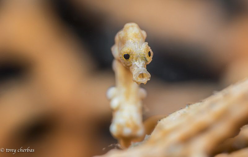 Denise's Pygmy Seahorse: by Tony Cherbas 