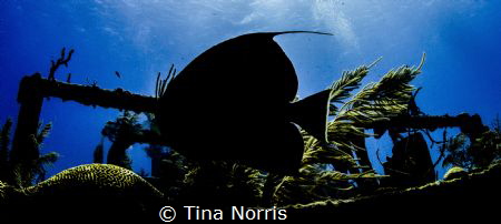 Angel Fish Silhouette - Shipwreck by Tina Norris 