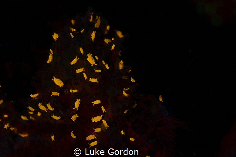 Tiny sponge Isopods fluorescing under darkness by Luke Gordon 