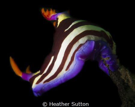 Nudibranch on the lookout, The Steps, Kurnell, Sydney by Heather Sutton 