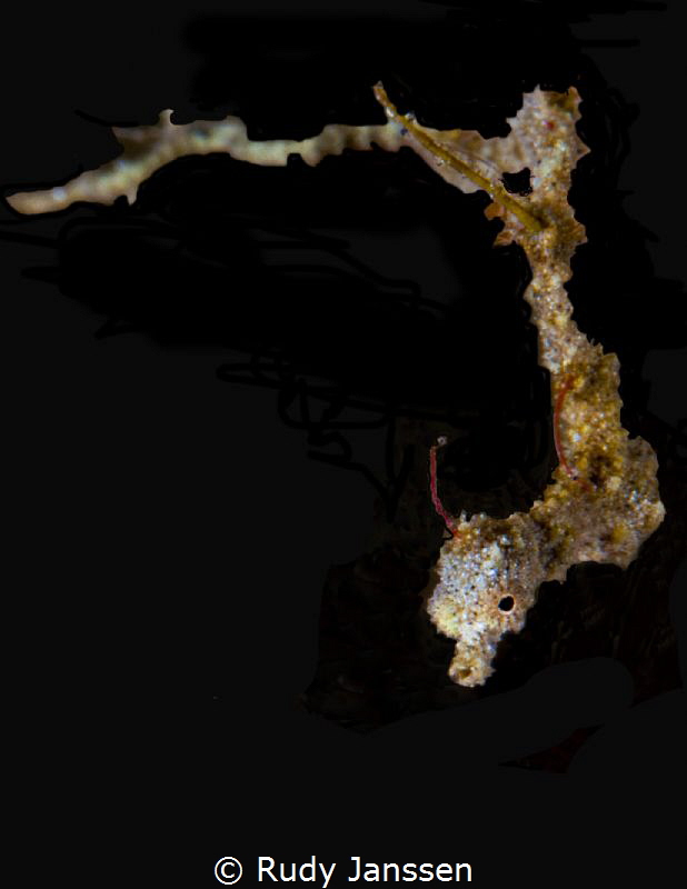 Lembeh sea dragon by Rudy Janssen 