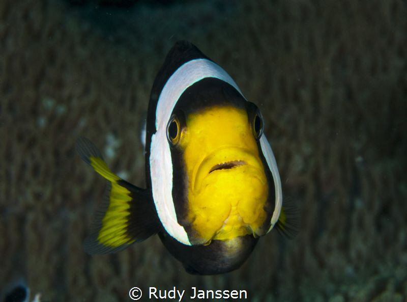 clownfish
 by Rudy Janssen 