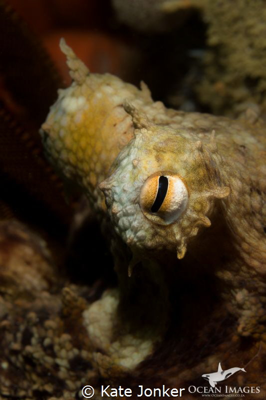 A common octopus peers inquisitively from his hiding plac... by Kate Jonker 