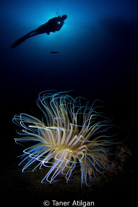 Snooted anemone and diver in front of early morning sun /... by Taner Atilgan 