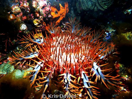 Killer of coral, Crown of thorns taken in the Komodo Isla... by Kris Davies 