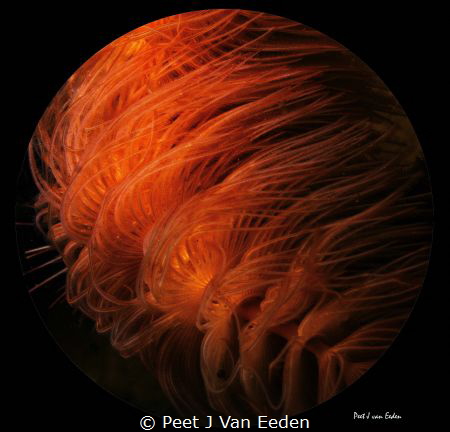 Flaming Tornado- the beauty of a tube worm by Peet J Van Eeden 