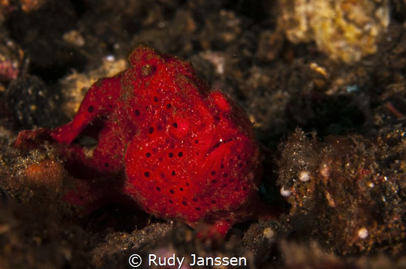 red frogh fish by Rudy Janssen 