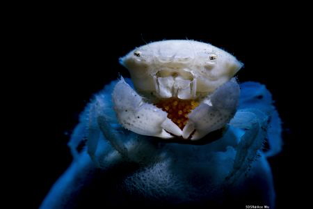 Protection
Location :Lembeh Indonesias
Canon 5dsr
Cano... by Yung Sen Wu 