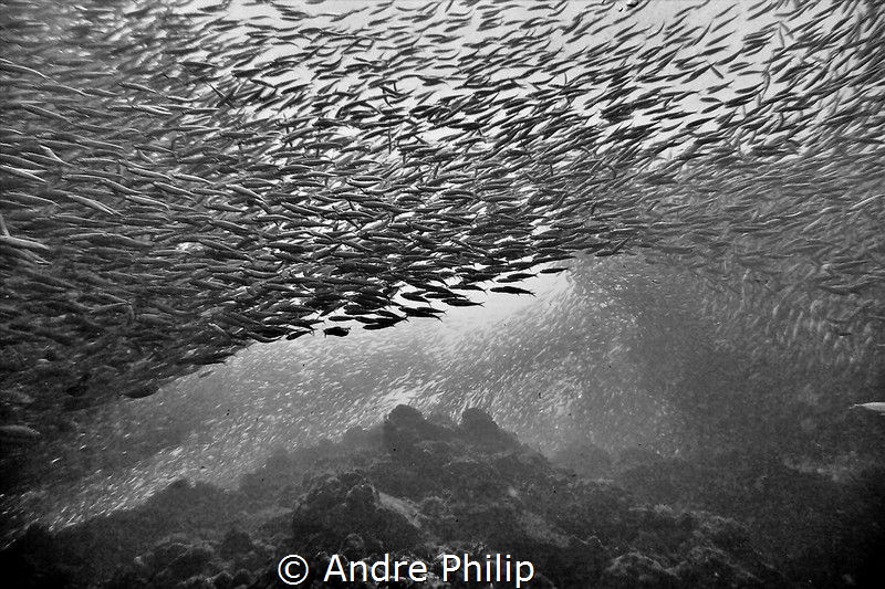 Dance of the sardines by Andre Philip 